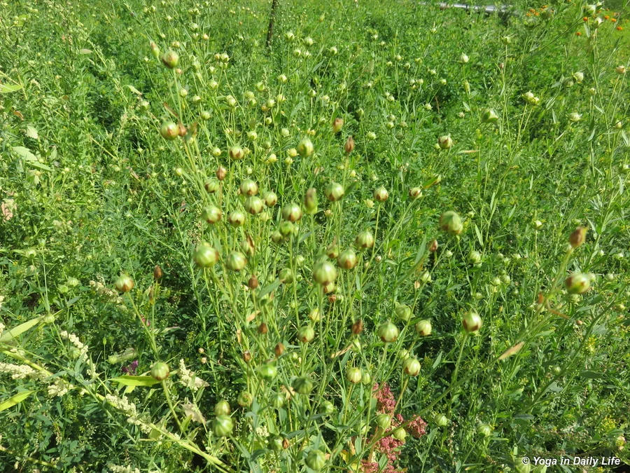 linseed ripening 72dpi 1200 wm